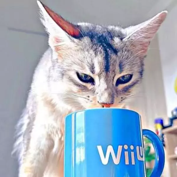 愛猫が水を飲むたびに褒め続けた結果→「今から飲むよ！」と飼い主を呼ぶように　誇らしげな表情に「かしこい」「えらい」