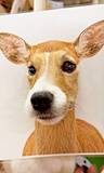 「「本物の鹿さんみたい」犬が顔はめパネルにジャストフィット！ 奇跡の一体感に2万いいね「違和感なさすぎて吹いたww」」の画像1