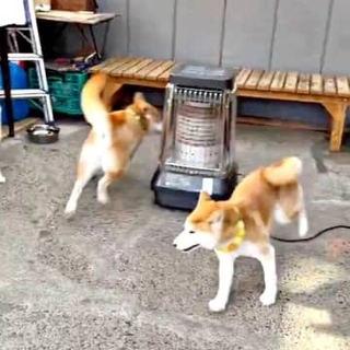 トラならぬ柴犬が「バターになっちゃう」　あの絵本を柴犬きょうだいが再現？！　ぐるぐる追いかけっこに「混ざりたい」