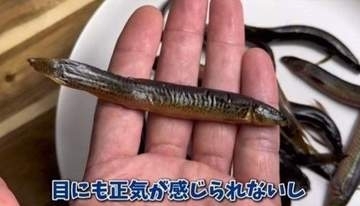 「もう無理かと思った…」スーパーで廃棄寸前のドジョウを水へ→まさかの“復活劇”に1.7万いいね「生命力に感動」「水を得た魚すぎる」