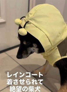 雨の日のお散歩　1歳柴犬が絶望してしまったワケは…　体は固まり目はしょぼしょぼなる姿に「ちゃんと意思表示してる」「何回見ても笑う」