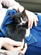 車に跳ねられた、生まれたての猫→下半身麻痺で警戒心も強く　旅行も行かず毎日お世話を続け……「鳴けば誰かが来てくれる」甘えん坊な6歳に