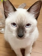 「白かったからおもちって名前にしたのに」子猫の時とは大違い「お餅は焦げるものだから」