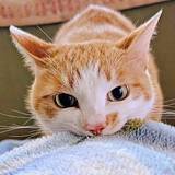 「愛猫の「やる気満々」な起こし方に5.7万人が爆笑　「お顔が真剣すぎ」「全力すぎて笑った」」の画像1