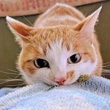 愛猫の「やる気満々」な起こし方に5.7万人が爆笑　「お顔が真剣すぎ」「全力すぎて笑った」