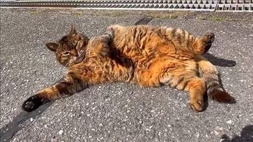 15匹の保護猫と暮らし、地域猫への餌やりと動画発信を一日も欠かさない男性　その尋常ではない情熱はどこからくるのか