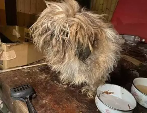 伸び放題の被毛から漂う悪臭　感情を失った繁殖引退犬　しっぽを小さく振って甘えるまで要した6年の月日 「涙出た」「楽しい犬生を」