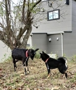 黒柴「仲間かな…？」　自分とそっくりな子に出会って…じっと見つめあう2匹が可愛すぎる