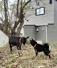 黒柴「仲間かな…？」　自分とそっくりな子に出会って…じっと見つめあう2匹が可愛すぎる