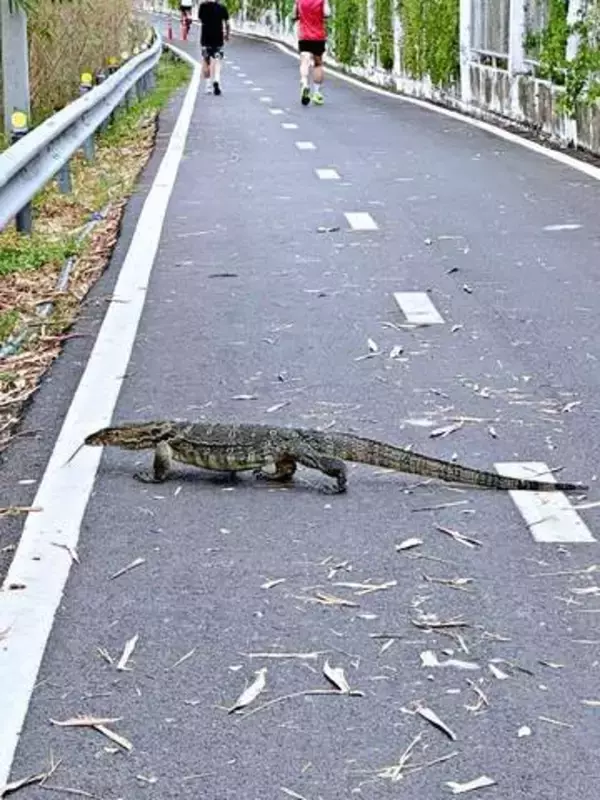 「ランニング中に巨大トカゲ出現！想定外の巨大さに「心臓止まりかけた」　タイでの衝撃遭遇が反響 「鳥肌もの」「これはビビる」」の画像