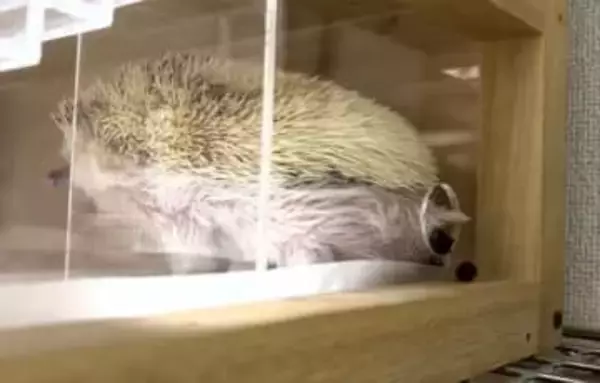 「外に出すんじゃない！」ハリネズミが食後に“お決まりポーズ”　ケージの穴から出してきたのは……「器用ですね」「ピッタリ！」