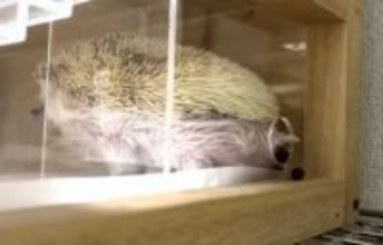 「外に出すんじゃない！」ハリネズミが食後に“お決まりポーズ”　ケージの穴から出してきたのは……「器用ですね」「ピッタリ！」