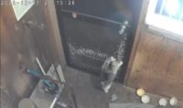 猫が部屋の中から鍵をかけてしまった！　閉じ込められた猫を救出→おかげで「猫には嫌われ者に」