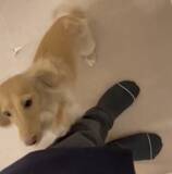 「深夜、ベッドからピョンと飛びおりて「お出迎えする」犬さんにキュン…「この子だけ」「健気な子」」の画像1