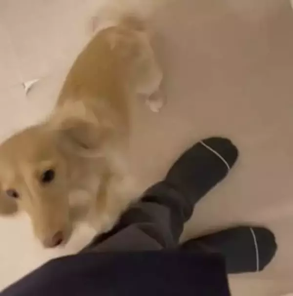 深夜、ベッドからピョンと飛びおりて「お出迎えする」犬さんにキュン…「この子だけ」「健気な子」