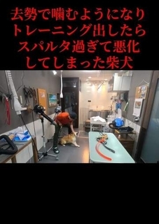 柴犬を「去勢したら噛むようになった？」“スパルタしつけ”でさらに悪化　トリマーが語る意外な原因と対処法とは？