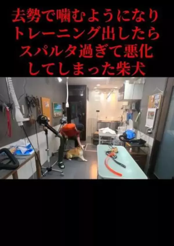 柴犬を「去勢したら噛むようになった？」“スパルタしつけ”でさらに悪化　トリマーが語る意外な原因と対処法とは？