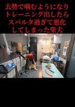 柴犬を「去勢したら噛むようになった？」“スパルタしつけ”でさらに悪化　トリマーが語る意外な原因と対処法とは？
