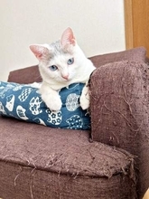 「壁引っ掻いたことなくて良い子」愛猫自慢と思ったら…　まさかの光景に「我が家も！」と共感殺到、1.2万いいね