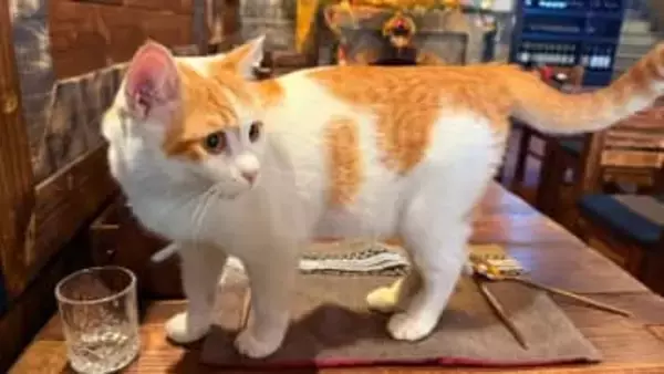 ベトナムの店で「カルボナーラ頼んだら」……出てきたのはなんと！「これは神対応」「羨ましすぎる空間」