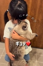 1歳シャムトラが帰宅した4歳の女の子にジャンプ→抱っこされてスリスリ　相思相愛の“ふたり”は「本当のきょうだいのよう」