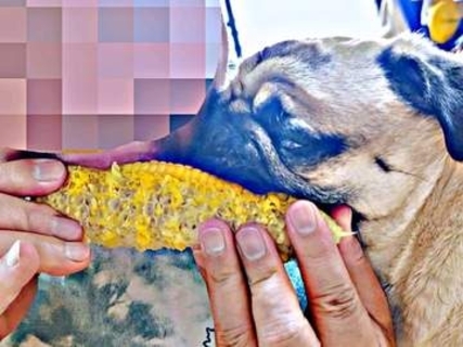 大好物のトウモロコシをめぐって犬と飼い主が争奪戦　お互いに必死でかぶりつく姿に爆笑…「勝敗」は？