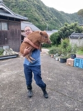 500gだった赤ちゃんの頃から飼って……1年前は抱っこできたのに！　イノシシが巨大になりすぎ「すごい体重の増え方」