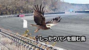 「俺のパン返せぇ」トンビがパンを強奪した決定的瞬間！ 「よくこんな瞬間撮れましたね」「私もサンドイッチをやられそうになりました」