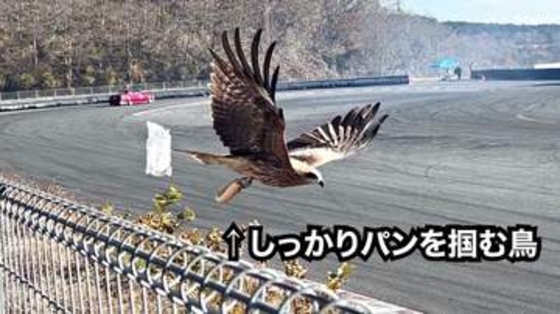 「俺のパン返せぇ」トンビがパンを強奪した決定的瞬間！ 「よくこんな瞬間撮れましたね」「私もサンドイッチをやられそうになりました」