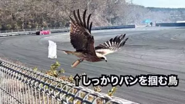 「俺のパン返せぇ」トンビがパンを強奪した決定的瞬間！ 「よくこんな瞬間撮れましたね」「私もサンドイッチをやられそうになりました」