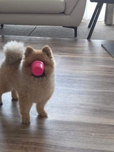 「おもちゃで前が見えず動けない」犬さん「どうしようか悩んでる顔が想像できる」「間抜けなのにかわいい」