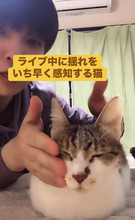 茨城県南部M4.3地震、直前に猫がピクッ！キョロキョロ見回し「揺れてる？」→2秒後に地震発生「人間より早い」「センサー鋭い」でももう1匹は…