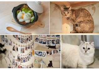「猫を飼うことと自分たちの店を持つことが夢だった」長年の夢を叶えた夫婦　猫に特化したコンセプトのダイニング　猫好きたちが気軽に集えるアットホームな癒しの場に