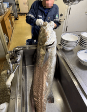 「もはや恐竜」体長約130センチ、重さ16キロ→タンカー船で、1人で1時間格闘…40食分の料理に　「社名に幸運が入ってるだけのことはある」