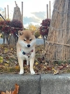 秋田市内では犬の散歩も通勤通学も命がけ…街なかにも出没する「熊」に怯え、「クマダス」で確認する恐怖の日々、いつまで続く？