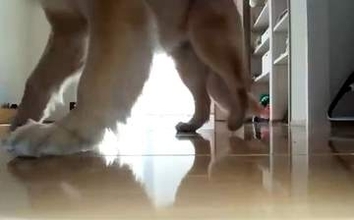 ロボット掃除機のカメラがとらえた、犬の姿が可愛すぎ「新しい友達？」「一緒に遊んでる」