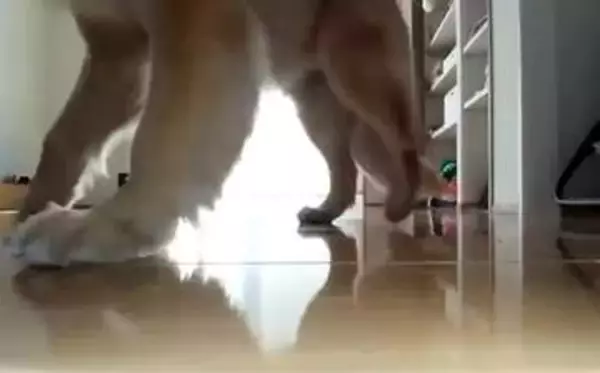 ロボット掃除機のカメラがとらえた、犬の姿が可愛すぎ「新しい友達？」「一緒に遊んでる」