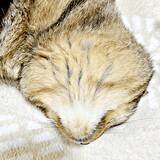 「こんなの見たことない！？「これが猫の裏側です」　魅惑のもふもふショットに「最高です」「新種の生き物かと思った」反響5万いいね」の画像1