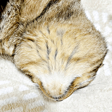 こんなの見たことない！？「これが猫の裏側です」　魅惑のもふもふショットに「最高です」「新種の生き物かと思った」反響5万いいね