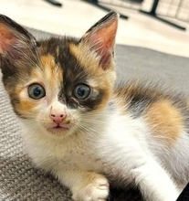 「亡くなってしまう…」獣医師も頭を抱えた腹壁ヘルニアの保護子猫　2度の手術を乗り越え、美猫に成長したたくましい姿