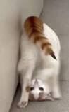 「クルクルクルッと3回連続で前転するニャンコ「こんな猫いる？」「柔道の受け身みたい」と反響　なぜ前転？…飼い主も驚いた“偶然の大技”」の画像1
