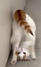 クルクルクルッと3回連続で前転するニャンコ「こんな猫いる？」「柔道の受け身みたい」と反響　なぜ前転？…飼い主も驚いた“偶然の大技”