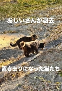「おじいさん、どこ行った？」身勝手な人間の事情で、置き去りにされた10匹の猫たち