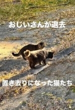 「おじいさん、どこ行った？」身勝手な人間の事情で、置き去りにされた10匹の猫たち