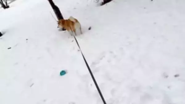 「いったん興味ないフリをするタイプの柴犬」ボールを投げると…「ツンデレ柴の本領発揮」「わかる！」