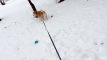 「いったん興味ないフリをするタイプの柴犬」ボールを投げると…「ツンデレ柴の本領発揮」「わかる！」