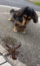 いつもの散歩道にまさかのザリガニ　あまりの衝撃で愛犬が後ろへぴょんぴょん　おっかなびっくりな姿に「可愛い〜」「うちもよく戦ってた」