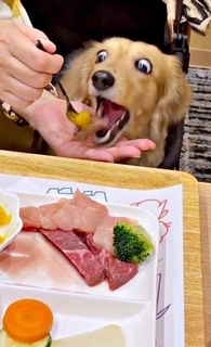 初めての犬用焼き肉にがっつく犬さん　「おいしい！」目をむく顔芸に「目ん玉落ちそうじゃん」
