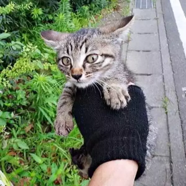道端で子猫が絶命、草むらから聞こえた「ミー」という別の小さな声→生き残った1匹を保護　10年後は5匹の猫のボス的存在として君臨