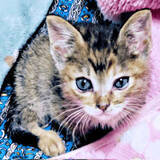 「ひとりぼっちで置き去りにされた子猫…深い悲しみに沈む家に光を運んできた　ご飯タイムのかわいらしい習慣とは？」の画像1